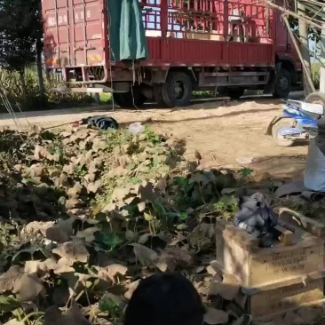小麦秸秆牛羊干草料