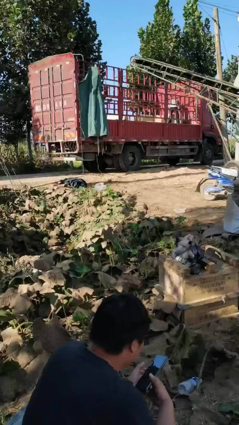小麦秸秆牛羊干草料