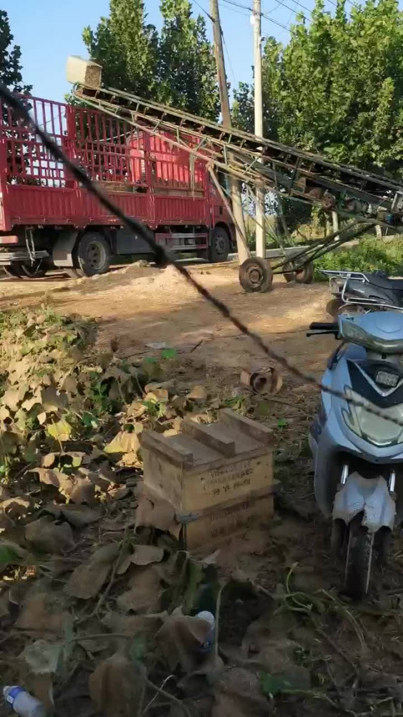 小麦秸秆牛羊干草料