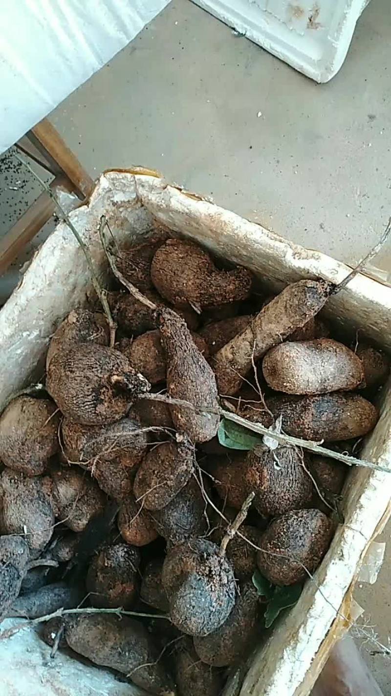 白薯