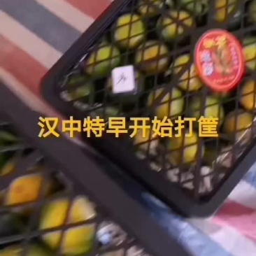 汉中早熟蜜橘上市了