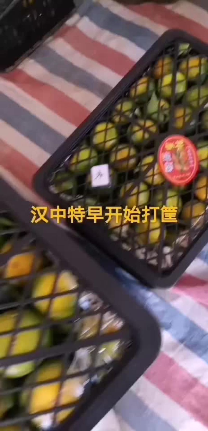 汉中早熟蜜橘上市了