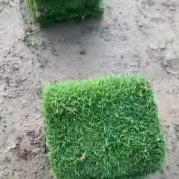 绿化草皮，兰引三号，高尔夫草，地毯草，小苗