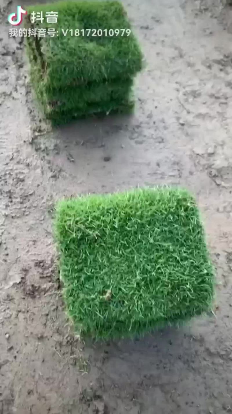 绿化草皮，兰引三号，高尔夫草，地毯草，小苗