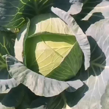 奥奇拉扁包
