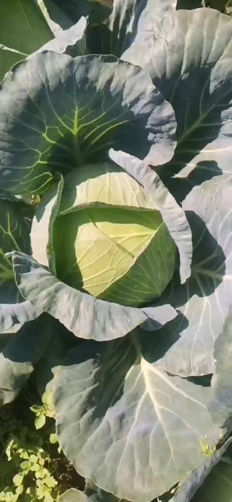 奥奇拉扁包