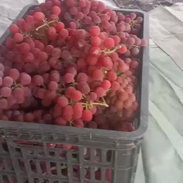 红玫瑰葡萄