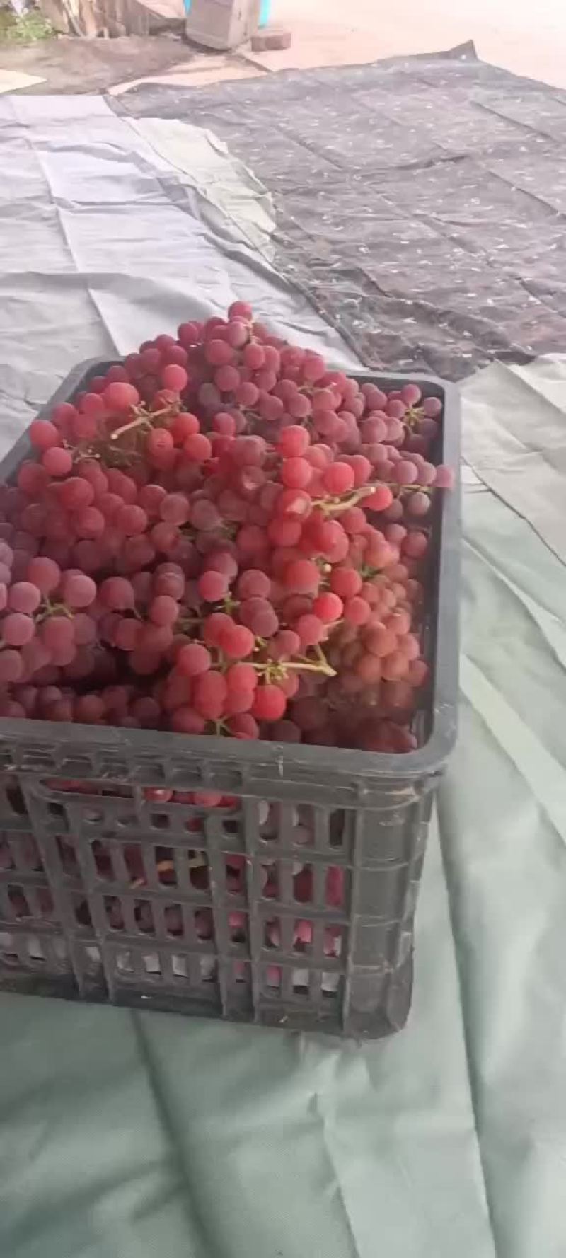 红玫瑰葡萄