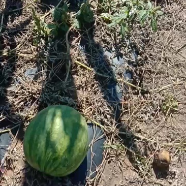 黄壤打瓜