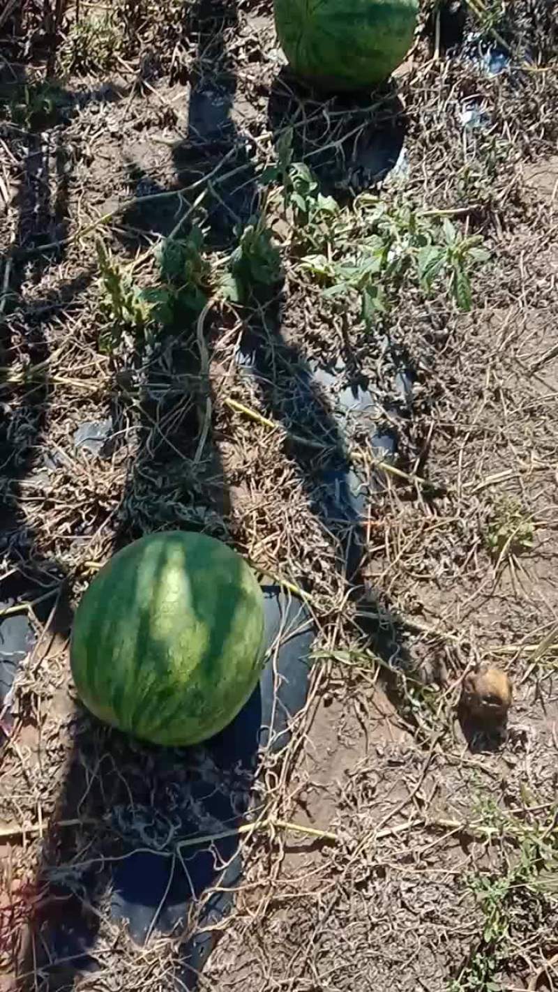 黄壤打瓜
