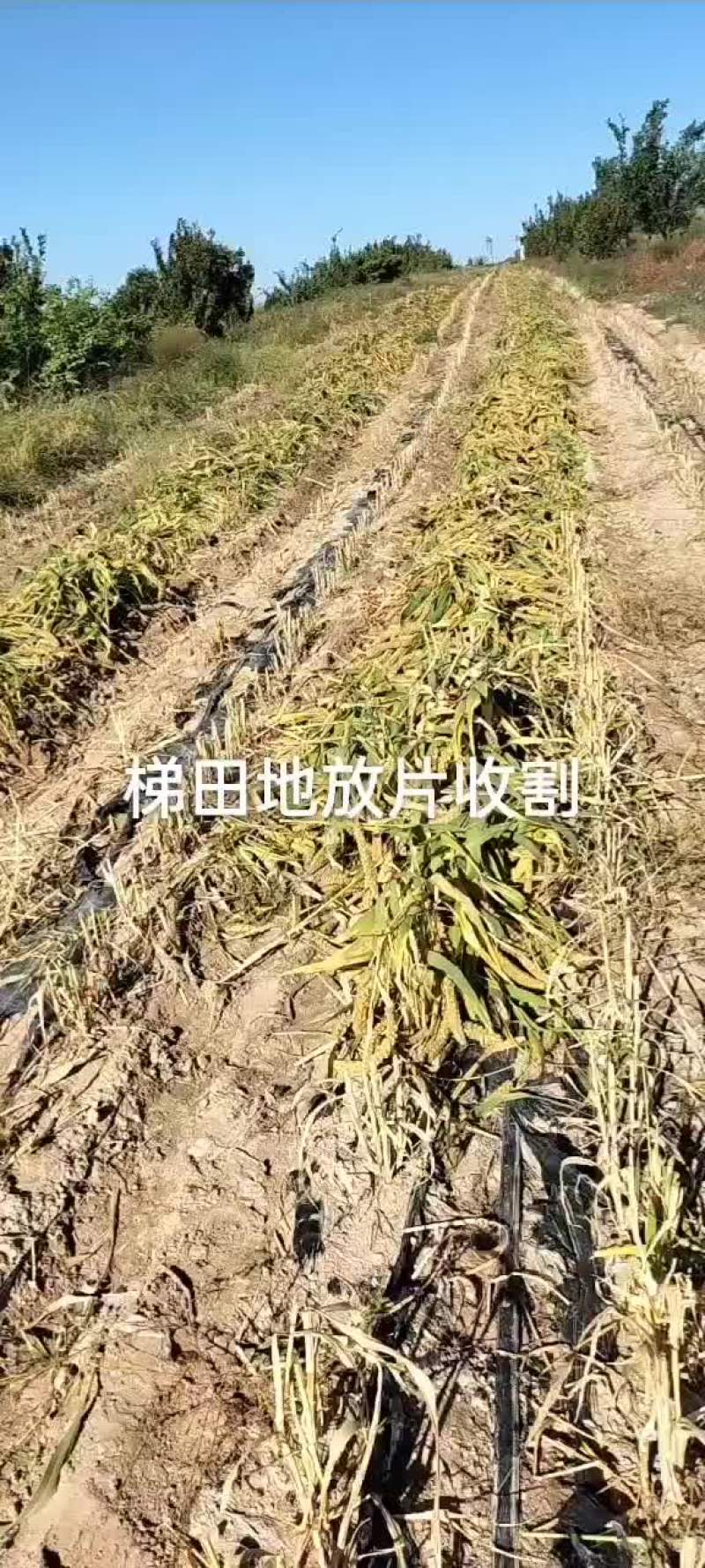 谷子