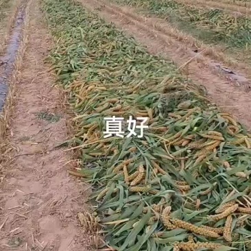 谷子