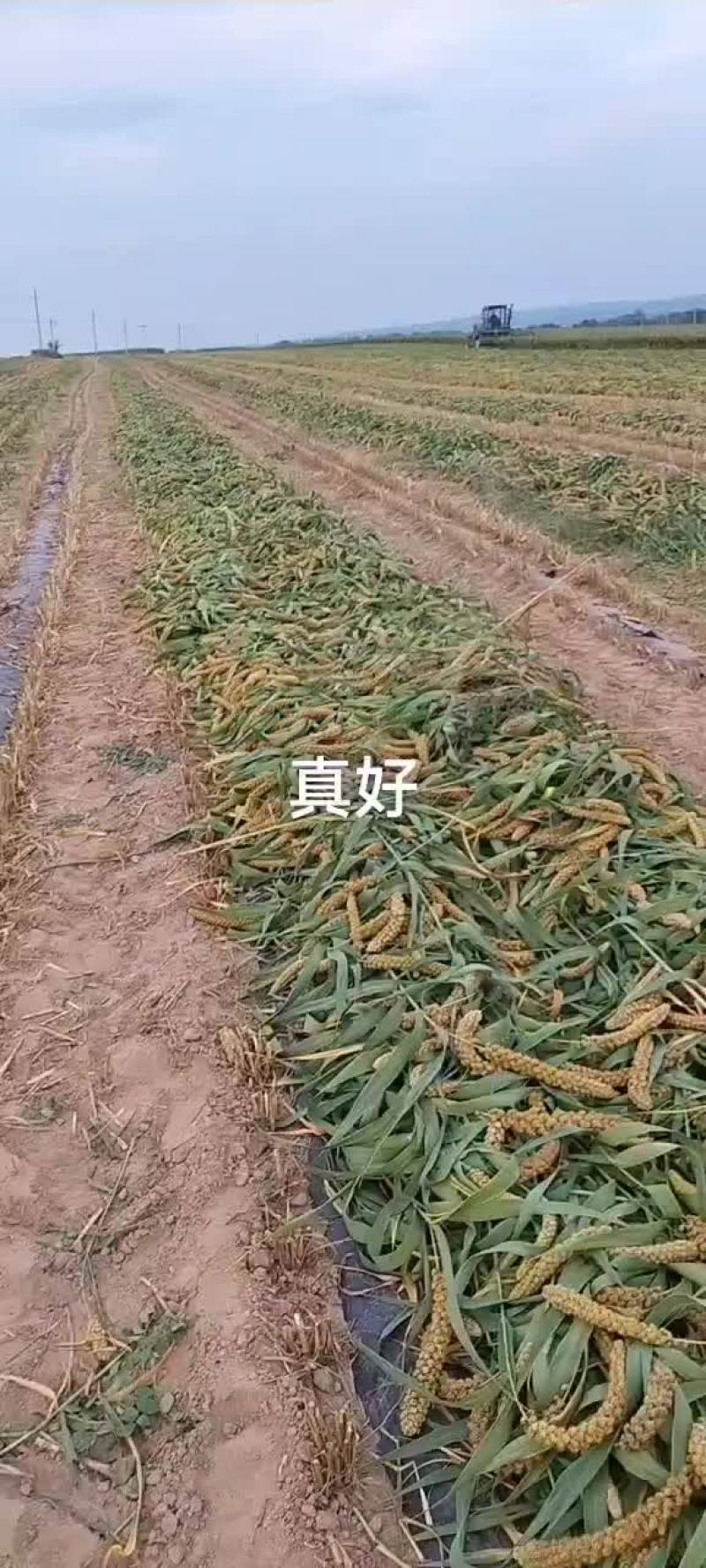 谷子