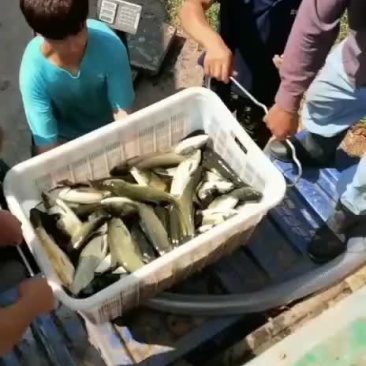 草鱼苗大量出货