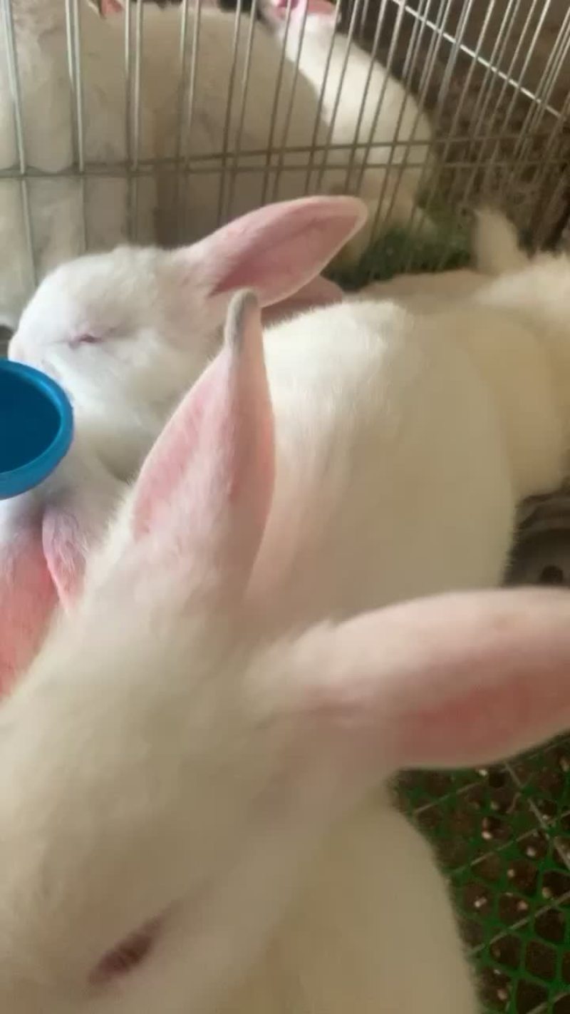 新西兰兔子