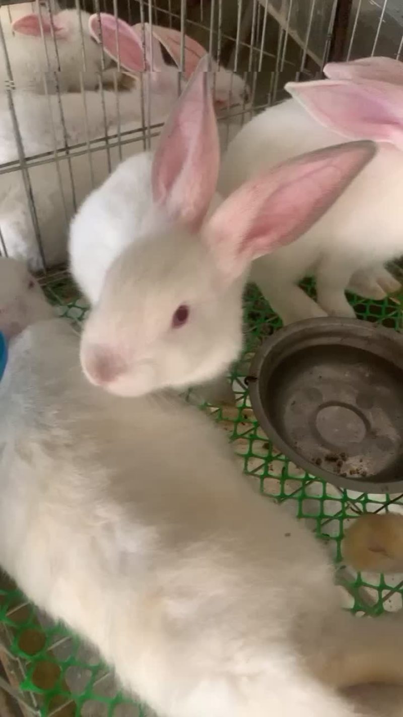 新西兰兔子