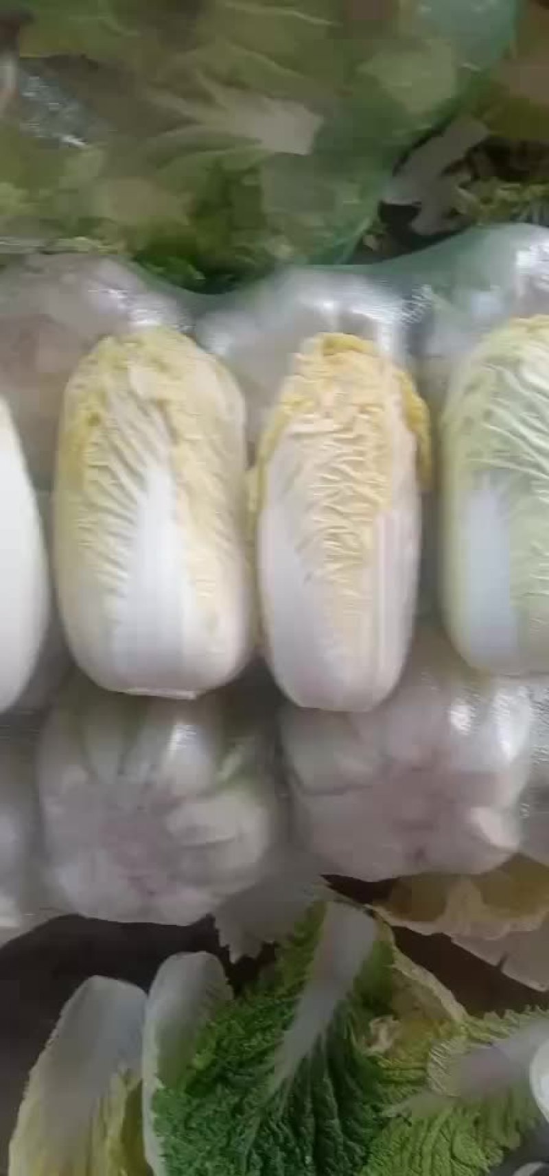 张掖娃娃菜
