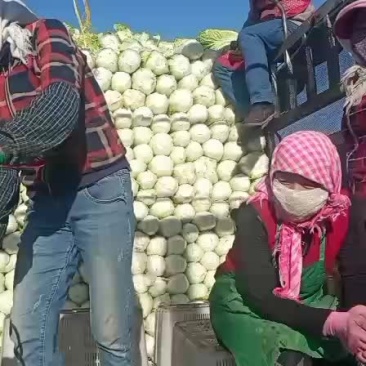 张掖娃娃菜