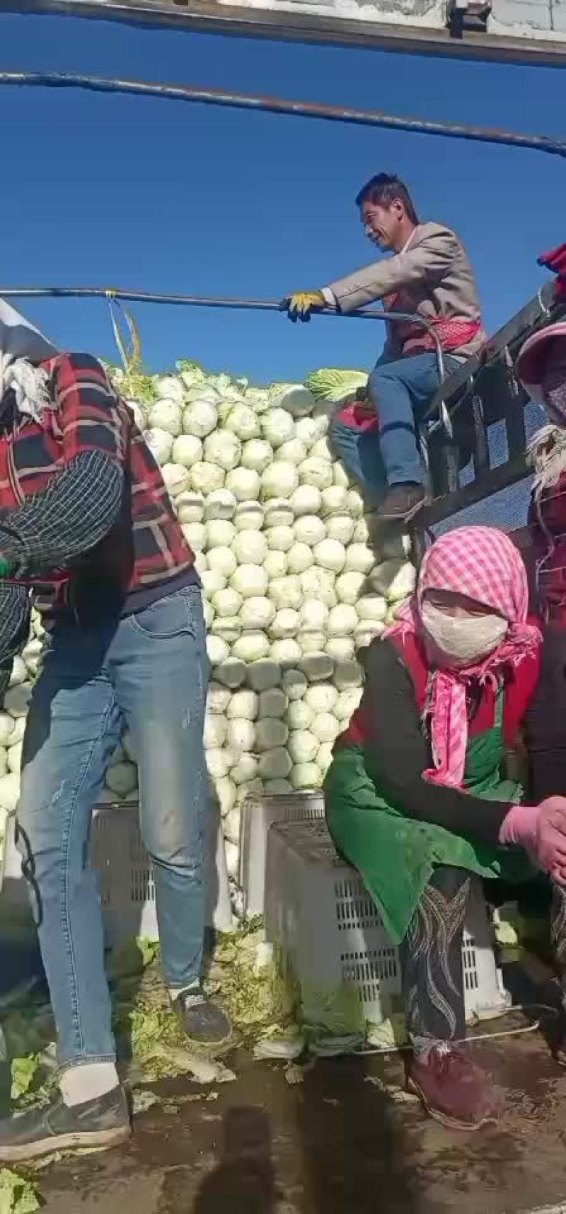 张掖娃娃菜