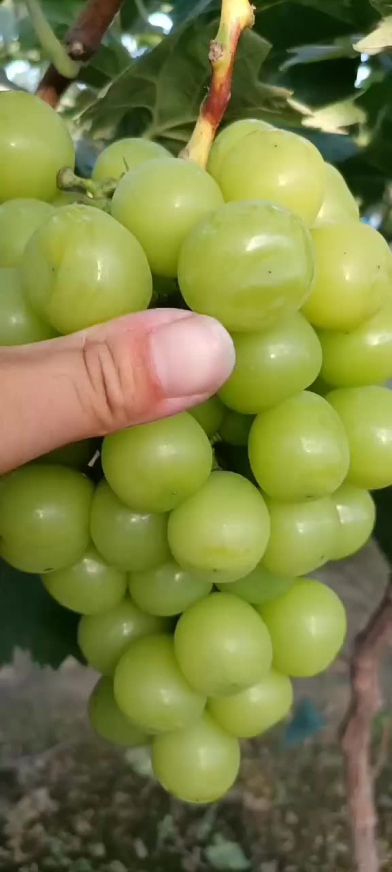 阳光玖瑰，现货