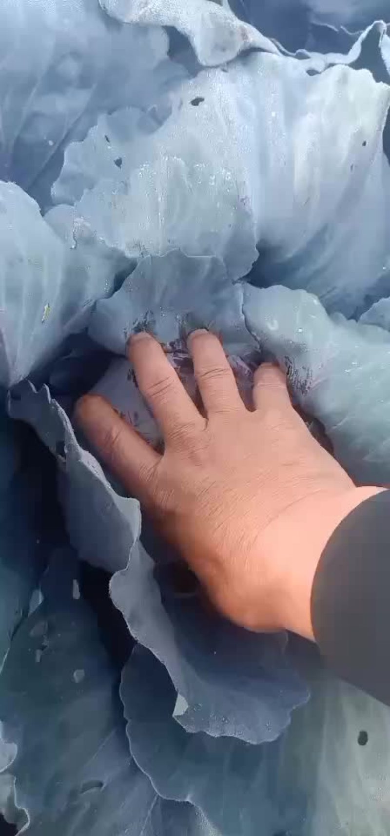 紫甘蓝