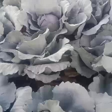 紫甘蓝