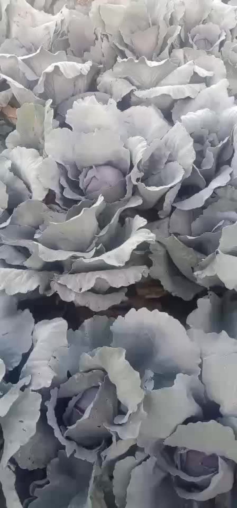 紫甘蓝