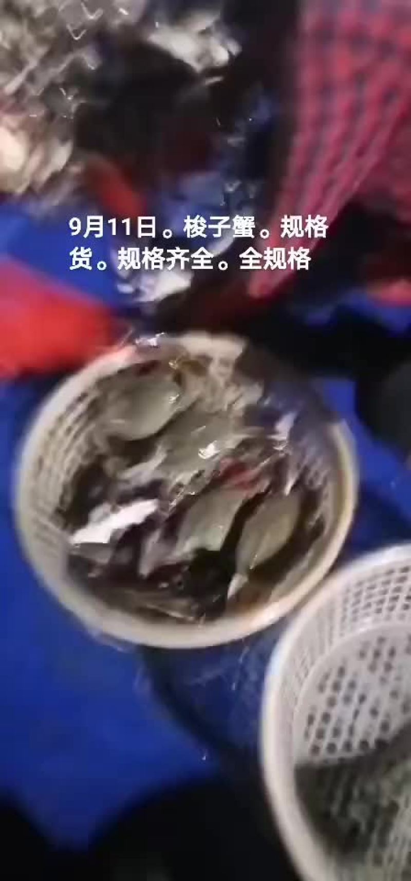 梭子蟹
