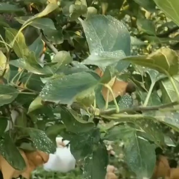 辽宁绥中县的黄元帅大苹果