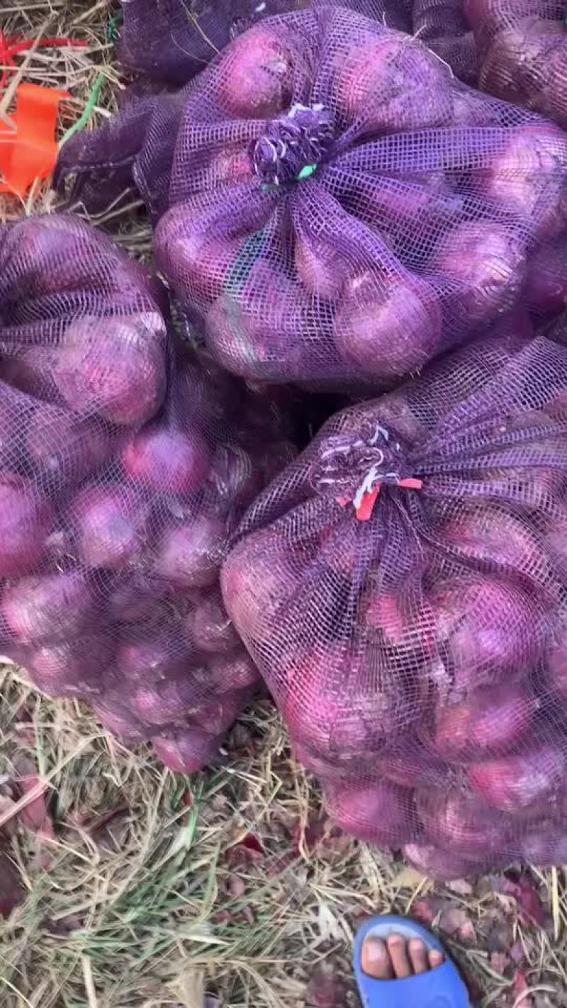 洋葱