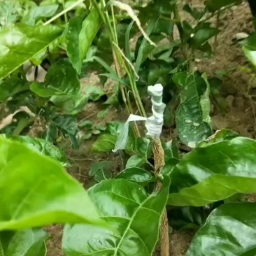 正宗黑黄皮果苗大量批发