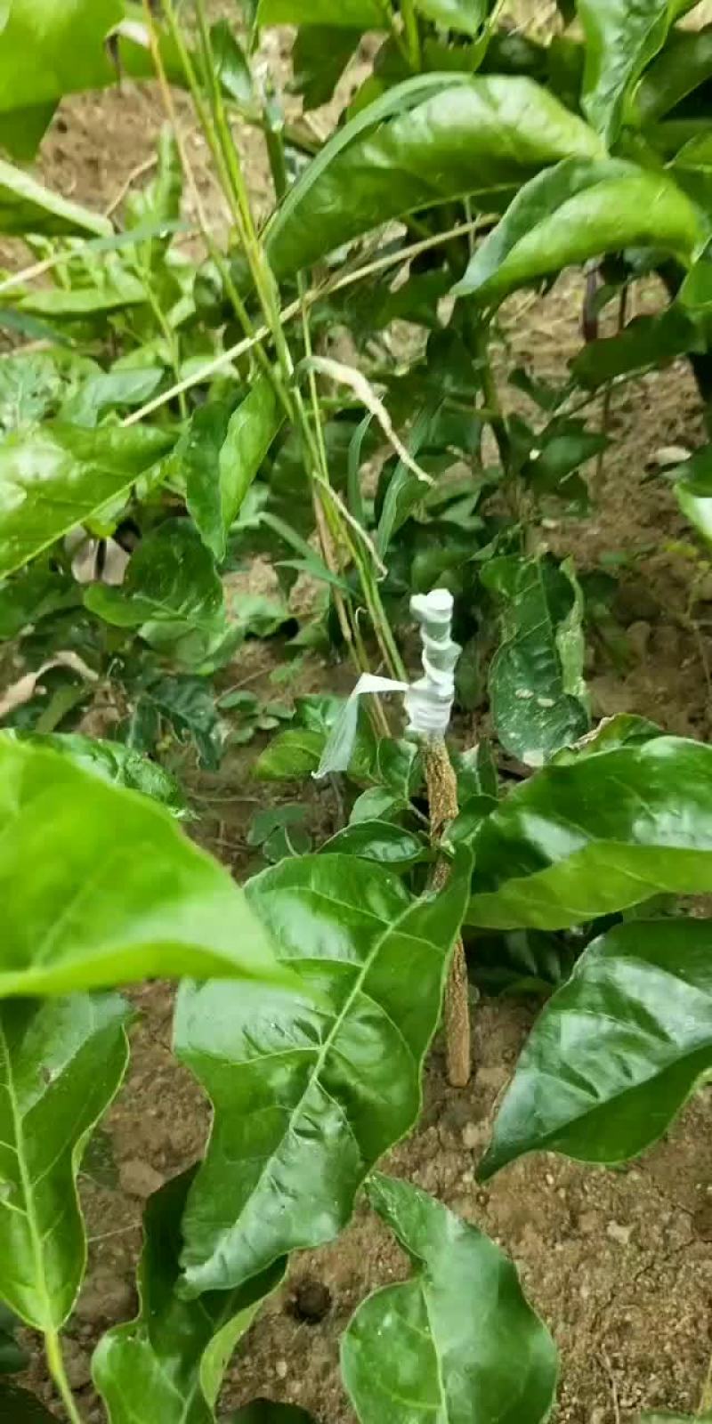 正宗黑黄皮果苗大量批发