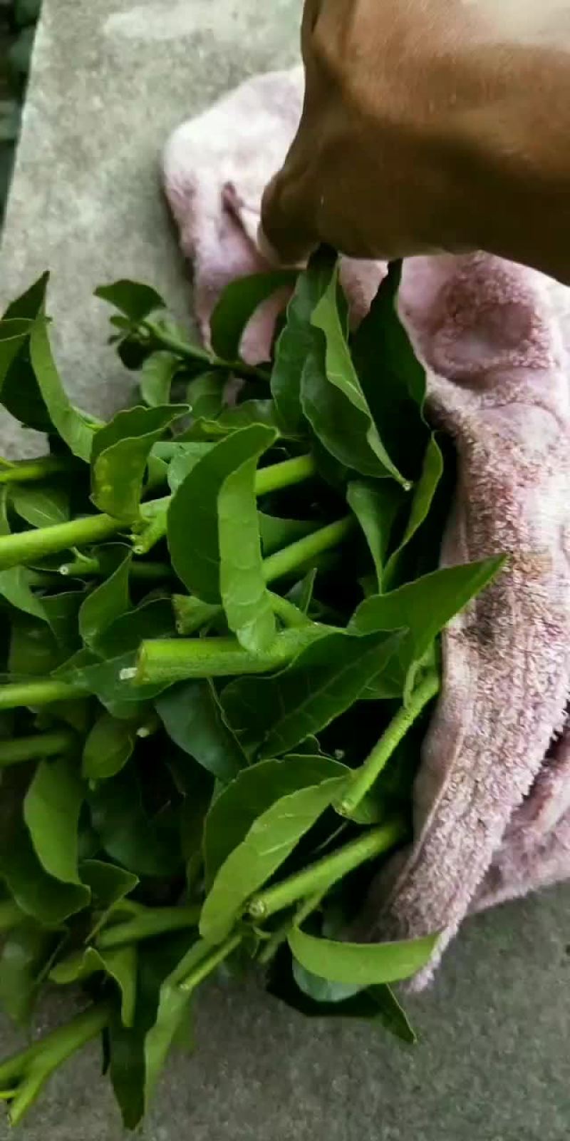 正宗黑黄皮果苗大量批发