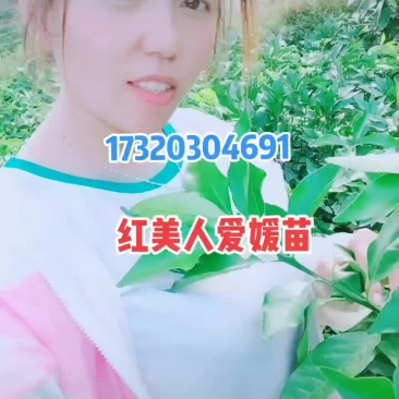 柑橘苗