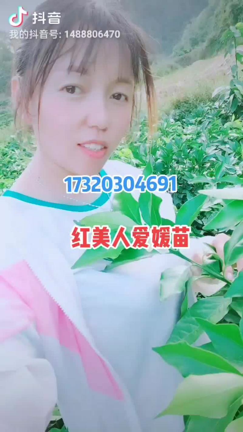 柑橘苗