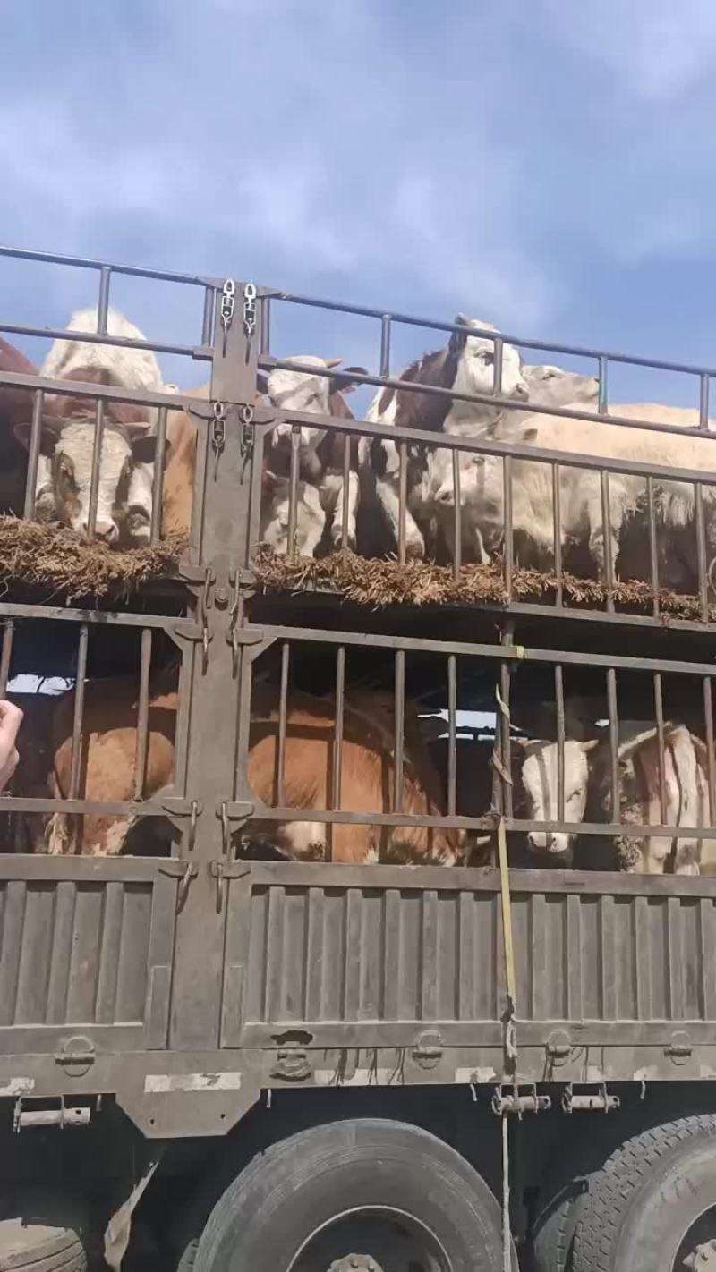 肉牛出售西门塔尔牛贵州养牛场免费送货