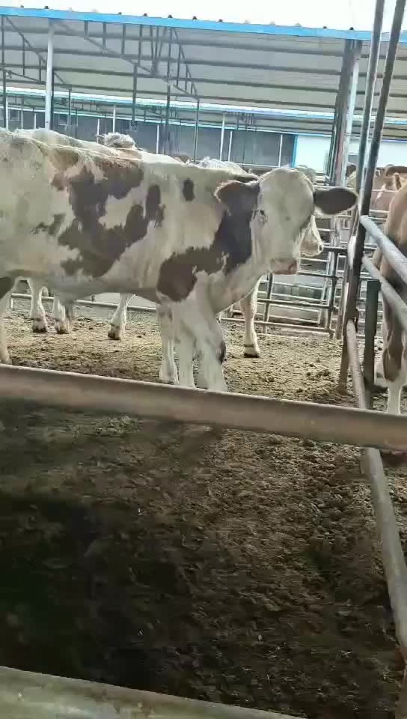 肉牛出售西门塔尔牛贵州养牛场免费送货