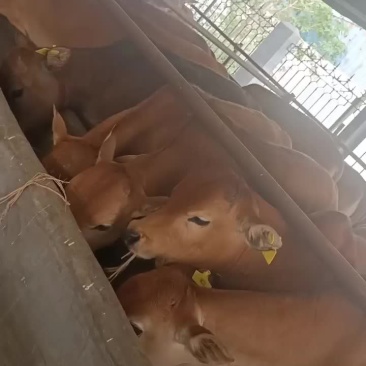 肉牛出售西门塔尔牛贵州养牛场免费送货