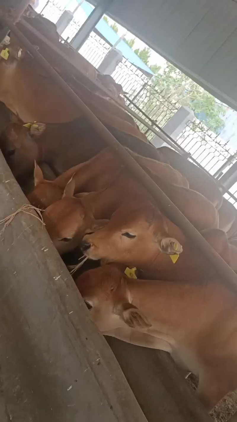 肉牛出售西门塔尔牛贵州养牛场免费送货