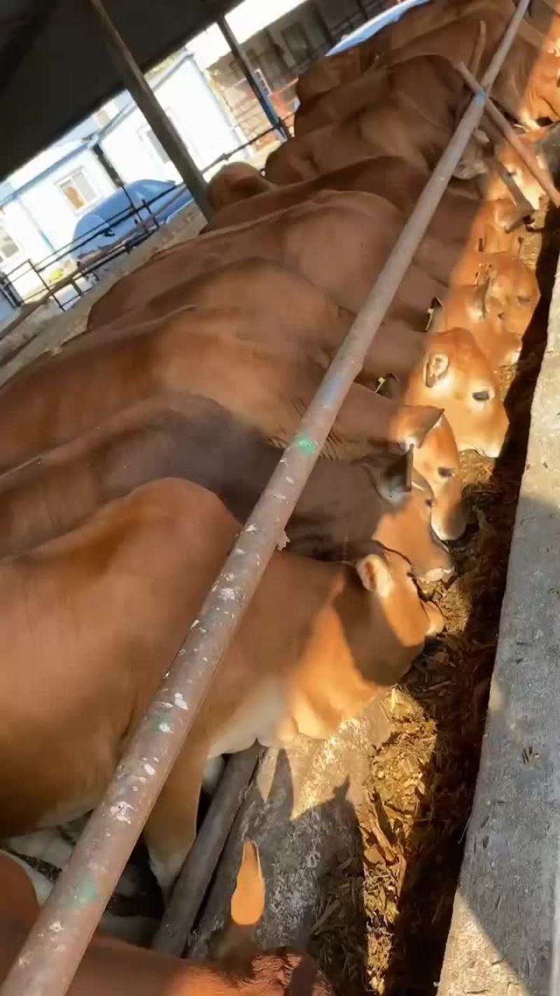 肉牛出售西门塔尔牛贵州养牛场免费送货