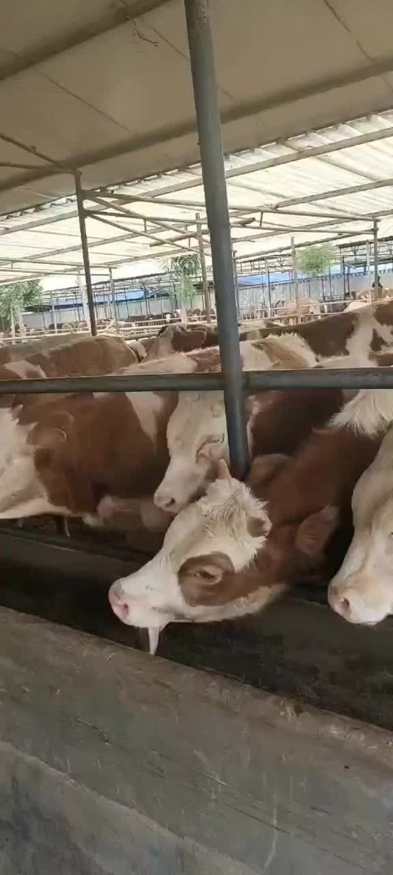 肉牛出售西门塔尔牛贵州养牛场免费送货