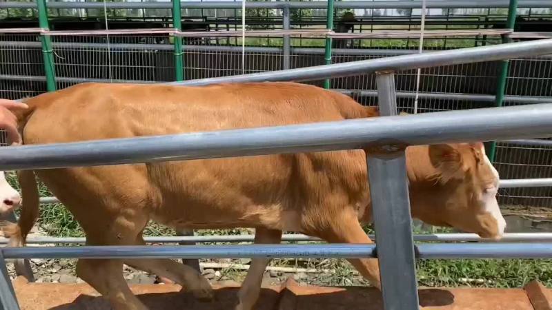 肉牛出售西门塔尔牛贵州养牛场免费送货