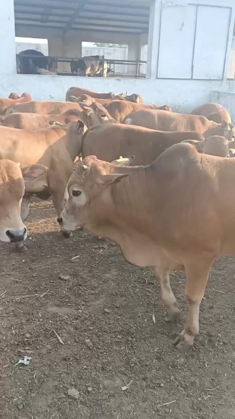 肉牛出售西门塔尔牛贵州养牛场免费送货