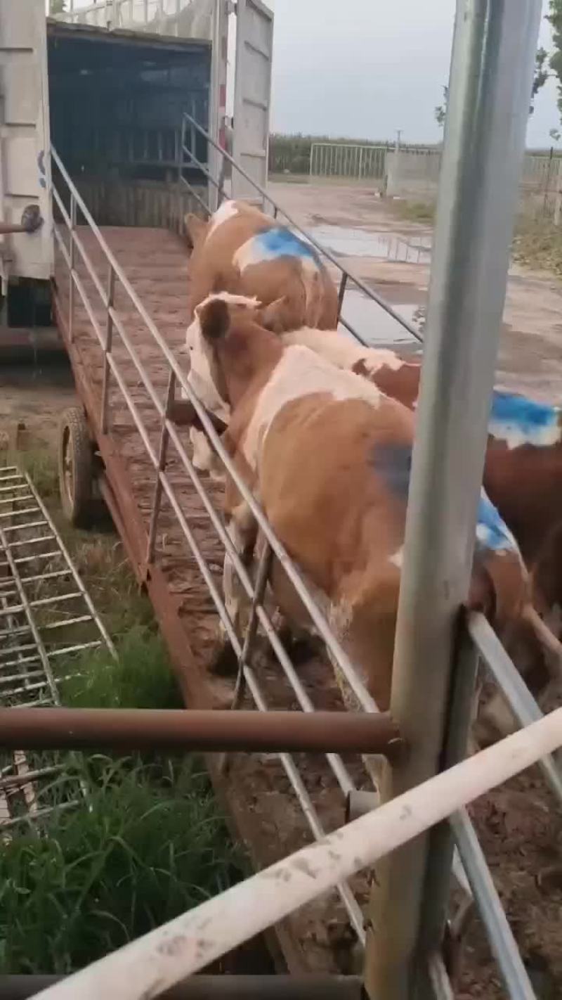 肉牛出售西门塔尔牛贵州养牛场免费送货