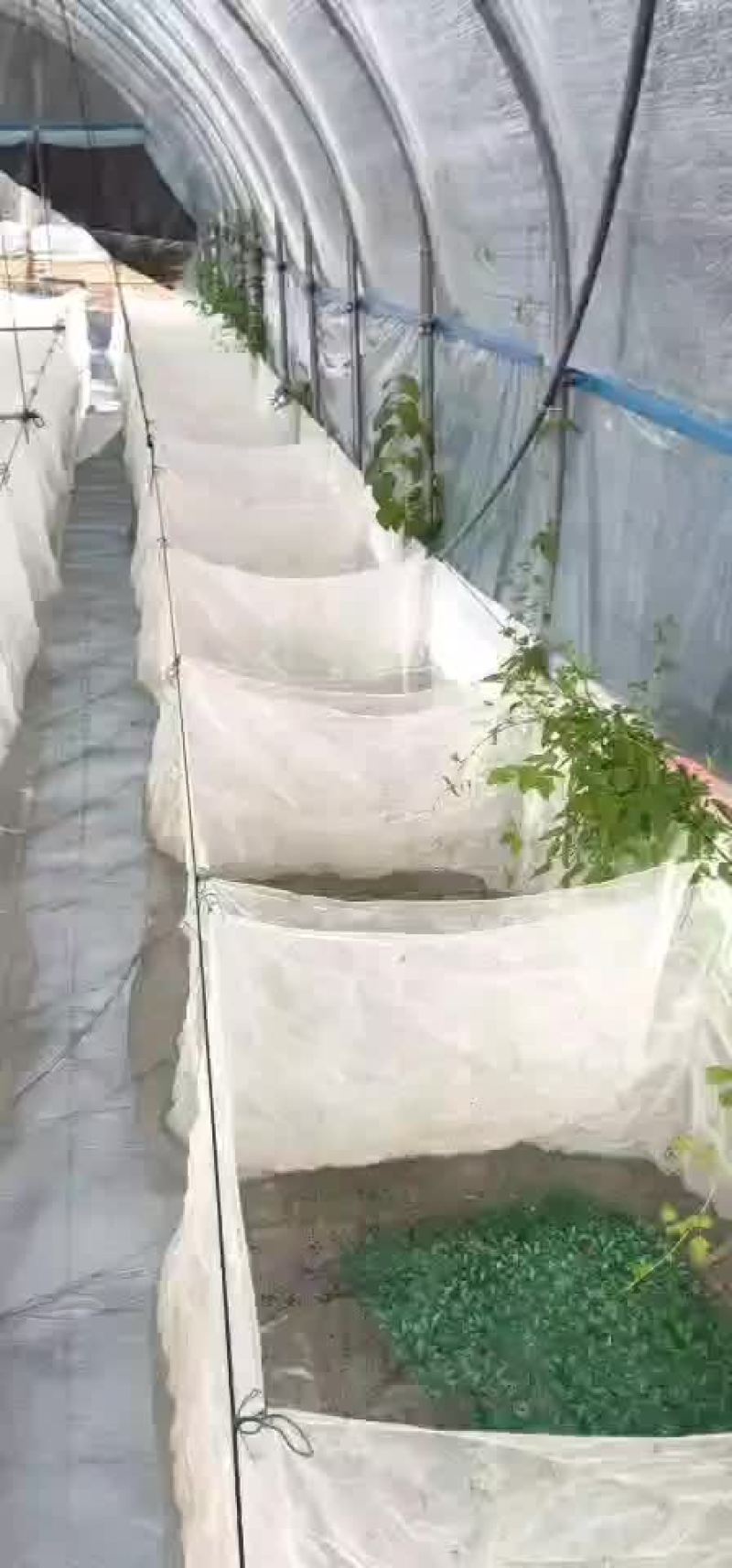 牛蛙苗