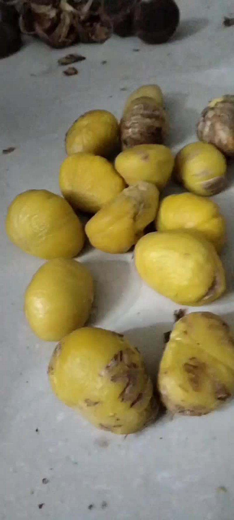板栗现货打冷都有质量有保证量大