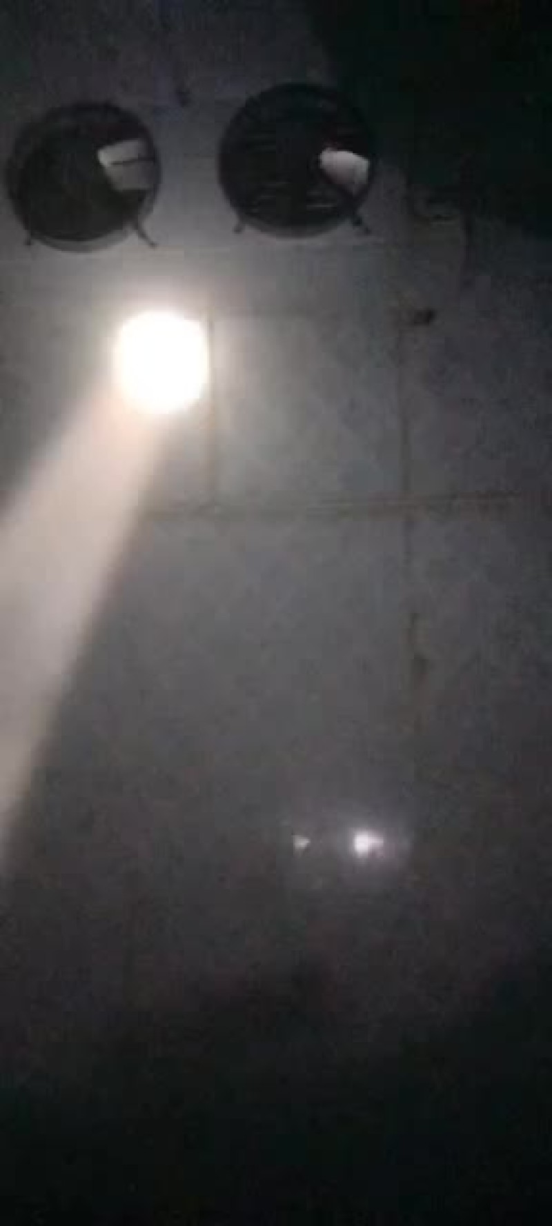 板栗现货打冷都有质量有保证量大