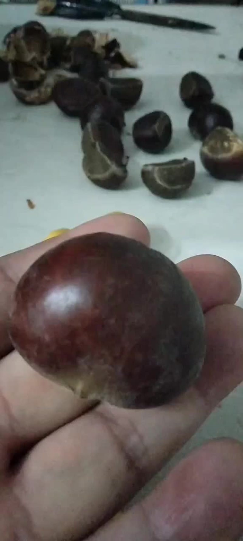 板栗现货打冷都有质量有保证量大