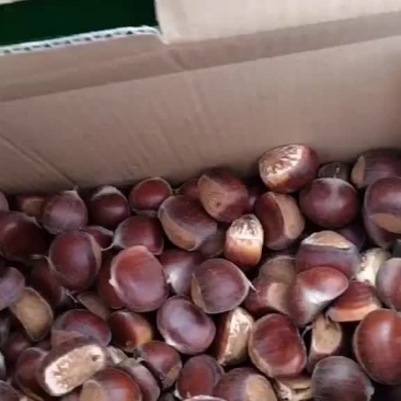 板栗现货打冷都有质量有保证量大