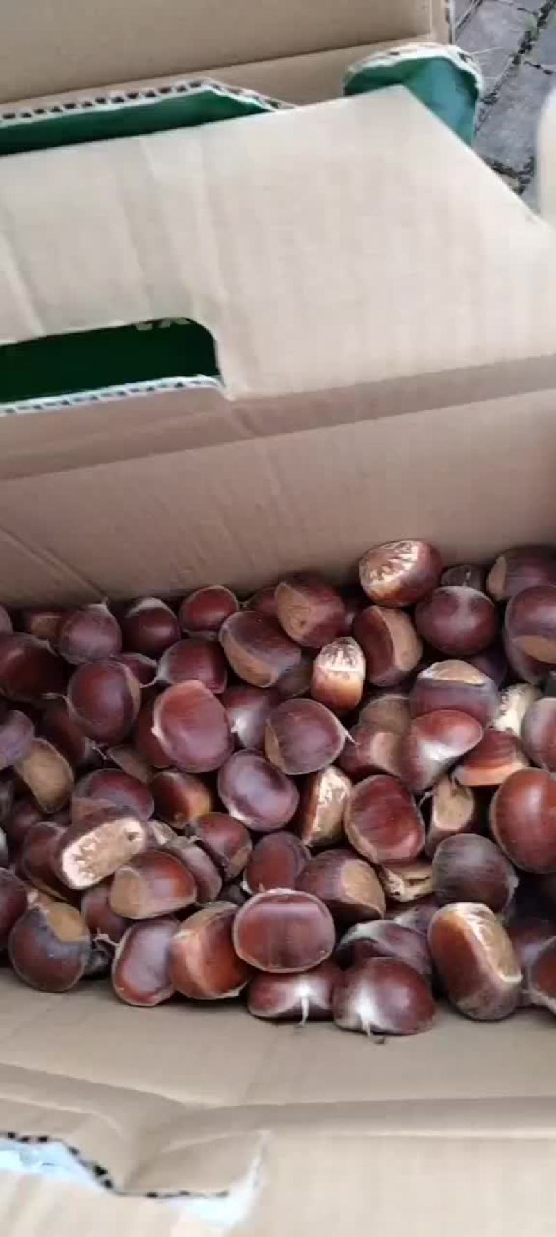板栗现货打冷都有质量有保证量大